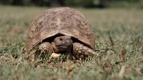 cu view: leopard tortoise pokes head out from hard protective shell