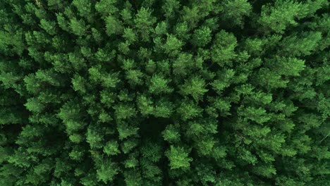 steady drone shot of trees moving in the wind