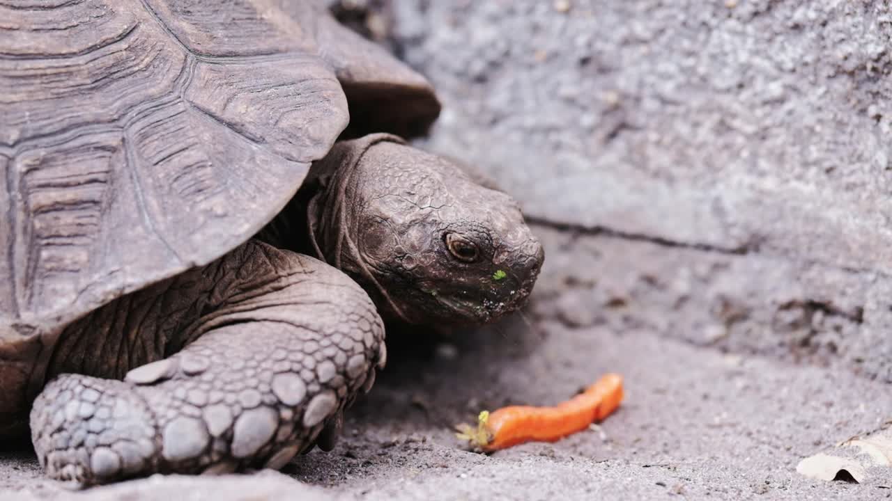 A large mountain tortoise eats a carrot
