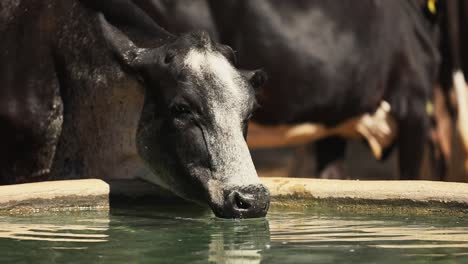 thirsty black dairy cow drinks from water trough on a hot sunny day, slow motion