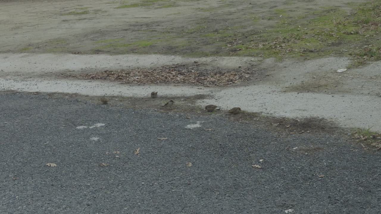 Small Sparrows Eating Next To A Road Sitting On Dried Pine Needles