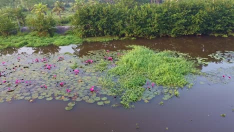 Nenúfar-En-Flor,-Nenúfar-Junto-Al-Río-En-El-Arroyo,-Cuerpo-De-Agua-Continental,-Hermosa-Toma-Aérea,-Grupo,-Flor,-Campo,-Arriba,-Nenúfar-Crece-Con-Musgos-Y-Pastos