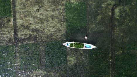 farmer collecting red algae plantation in sea