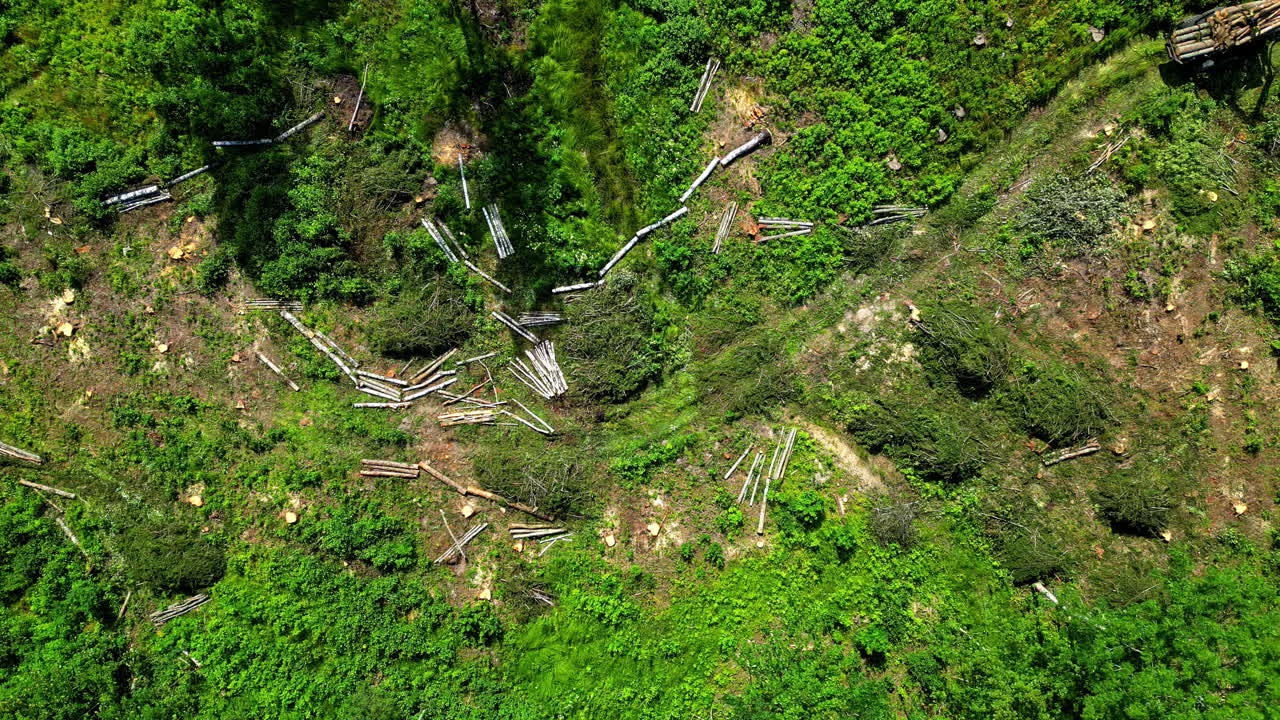 vista de arriba hacia abajo en el prado verde con madera cortada, un tractor está transportando madera lejos en un día soleado, cámara lenta y copia de espacio