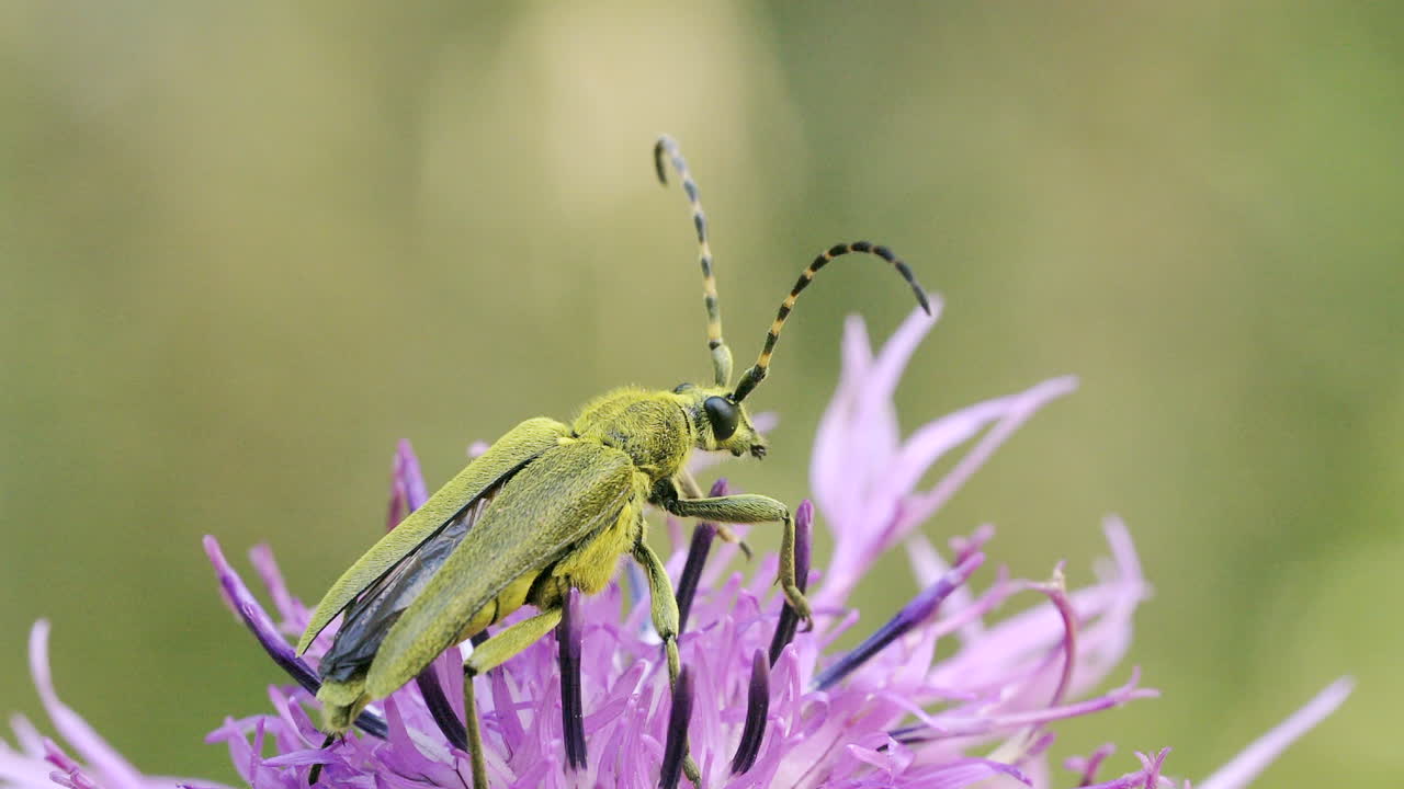 escarabajo de cuerno largo verde en una flor púrpura