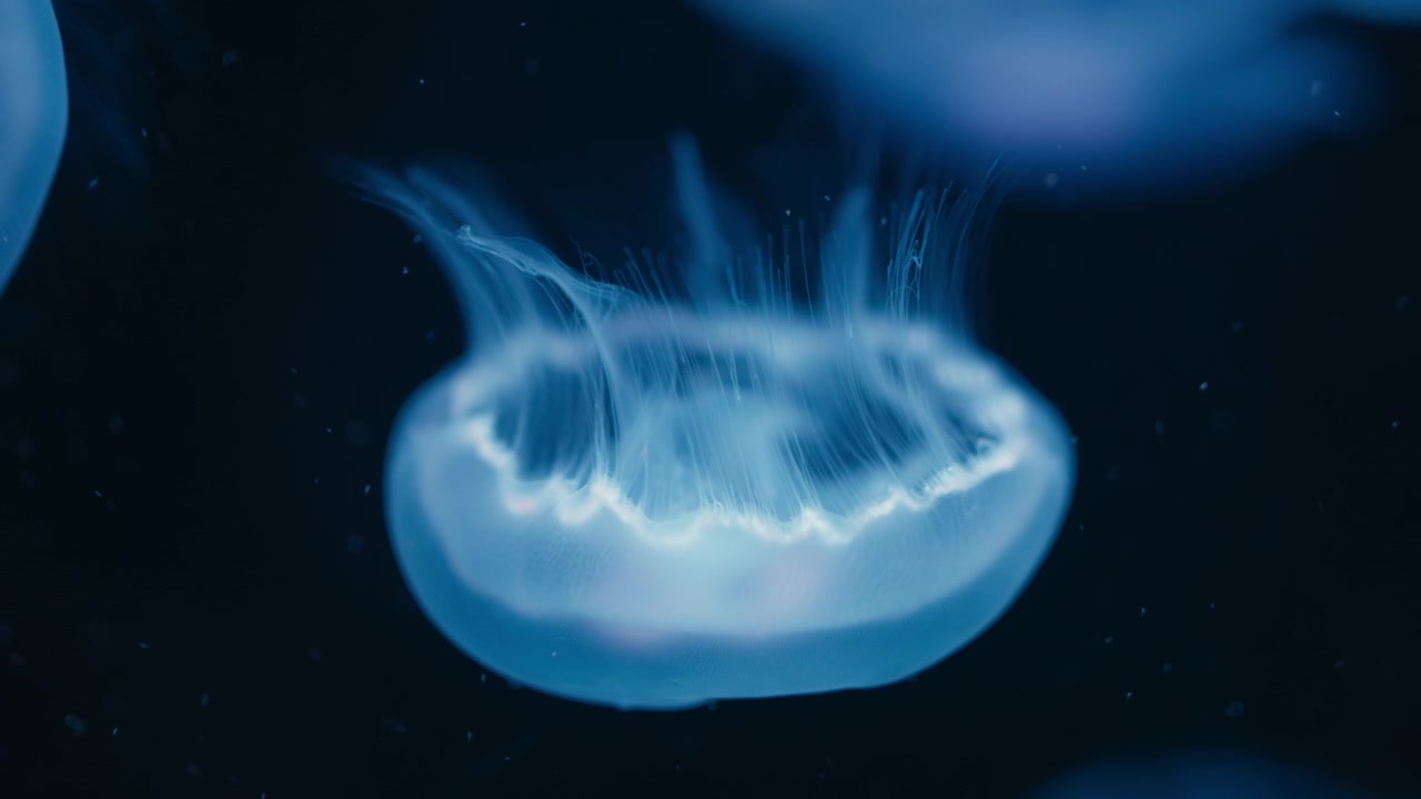 Scatto macro di una medusa blu che fluttua elegantemente sott'acqua