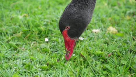 close up of beak and head of a black swan feeding on short green grass - slow motion