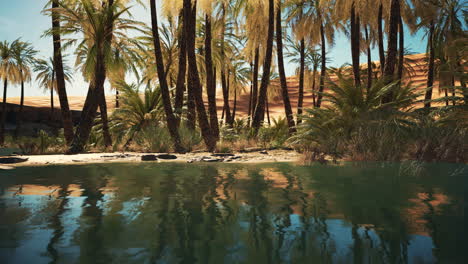 oasis verde con estanque en el desierto del sáhara