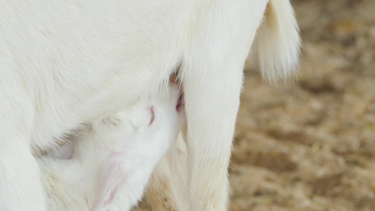 Primo piano di una capretta bianca che allatta dalla mammella della madre ad Anseong Farmland, Corea del Sud, mostrando il legame naturale.