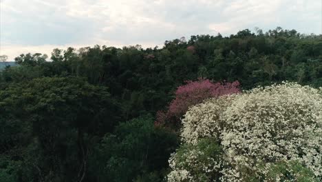 A-lush-South-American-jungle-landscape-adorned-with-vibrant-pink-and-white-Lapacho-trees,-creating-a-stunning-natural-vista-of-colors-and-biodiversity