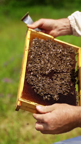 beekeeper inspects bees frame. frame with bees in farmer's hands on apiary. apiarist looking at bees which crawl on frame on nature background. vertical video