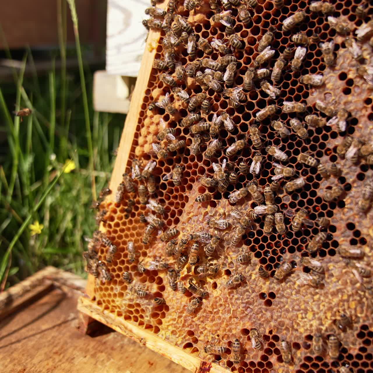 Wax frame covered with worker bees in the sun light. Honey insects drawl by the honeycombs partially sealed. Blurred backdrop