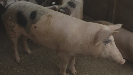 pigs walking and looking each other inside barn, onde of them tries to mate