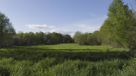 vibrant spring time field with beautiful lush green flowing vegetation under blue sky, galicia spain