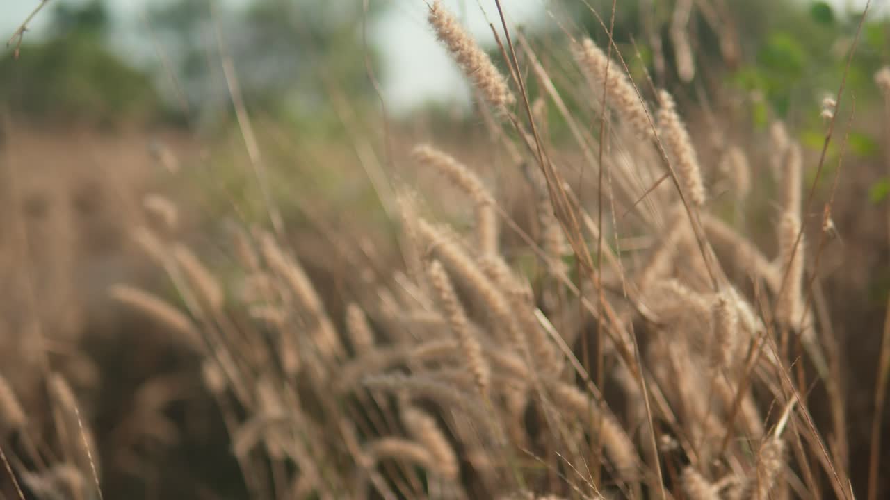 Golden wheat swaying gently in a field with a shallow depth of field, evoking a sense of tranquility
