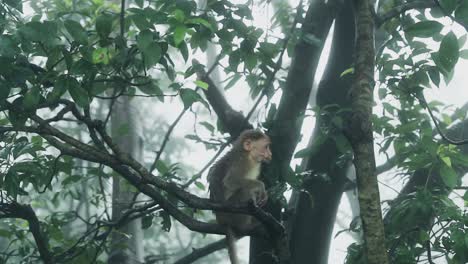 Young-Monkey-Sitting-On-a-Tree-And-Looking-Around