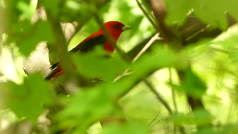 Beautiful-Scarlet-Tanager-with-red-plumage-hiding-between-leaves-in-sunny-forest