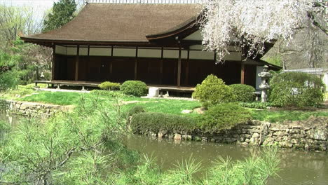 Jib-shot-lowers-from-high-angle-shot-of-Japanese-house-to-include-a-pine-tree-in-foreground