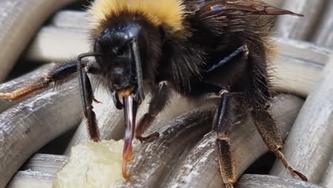 macro view of honey bee anatomy detail as it enjoys licking honey