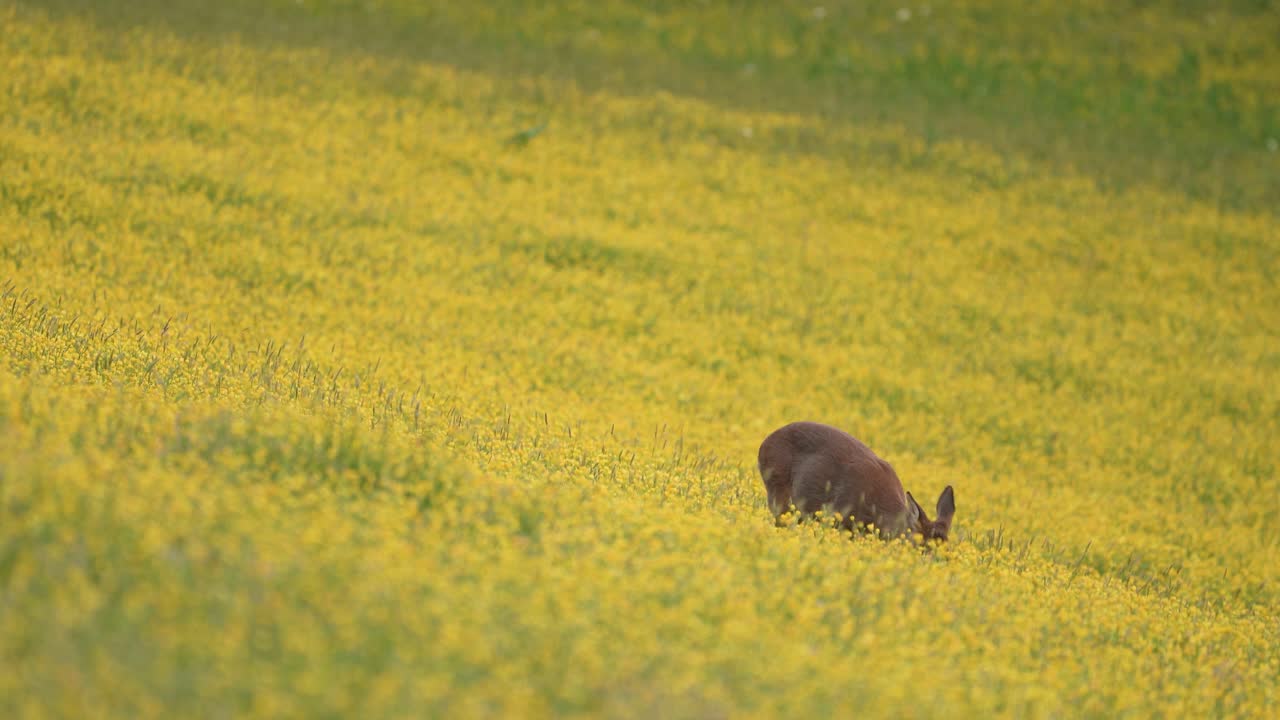 노란 초원에서 풀을 뜯는 노루