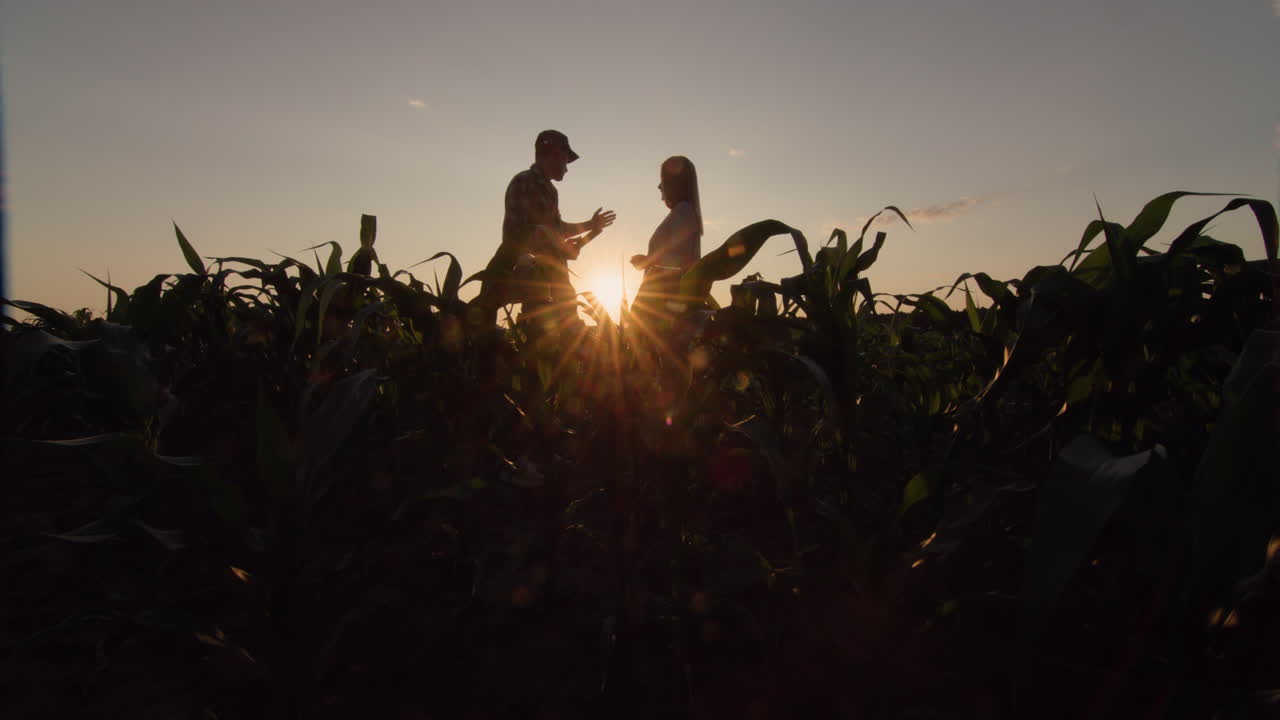 siluetas de dos agricultores masculinos y femeninos. trabajan en el campo de maíz al atardecer, usan una tableta. disparo de gran ángulo