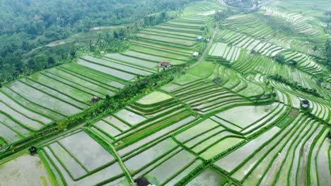 Imágenes-Aéreas-De-Drones-De-4k:-Terrazas-De-Arroz-Verdes-De-Jatiluwih-Unesco,-Ubud,-Bali