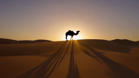 camel silhouette in the sahara desert at sunset