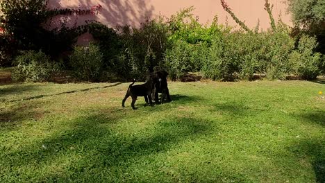 three little cute brown dogs puppies play on a green meadow in the sun