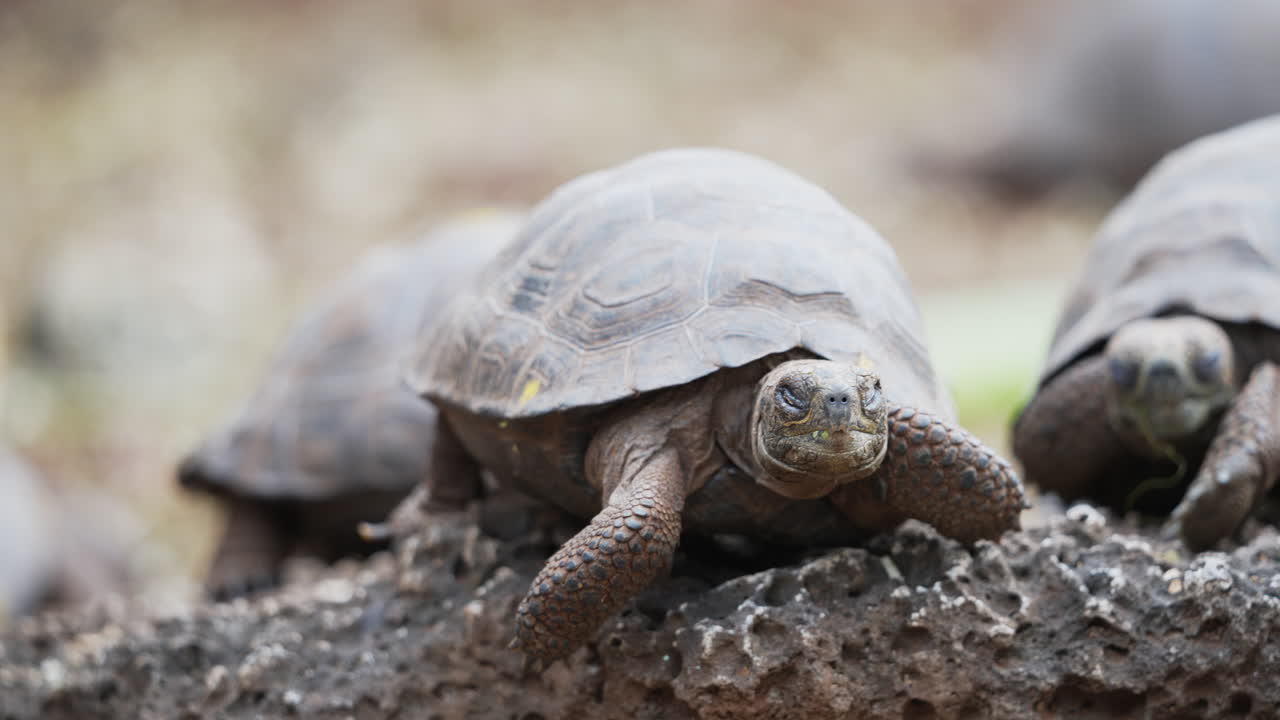 View Of Young Galapagos Tortoises Resting On Rocks At Charles Darwin Research Station On Santa Cruz Island. Slow Motion