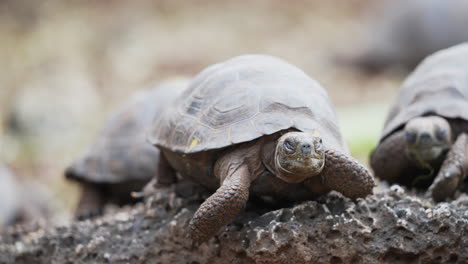 view of young galapagos tortoises resting on rocks at charles darwin research station on santa cruz island. slow motion