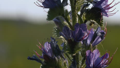 close-up of a cluster of vibrant purple flowers