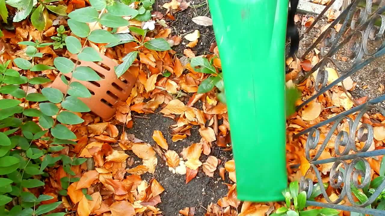 Clearing leaves in windy garden with leaf blower vacuum