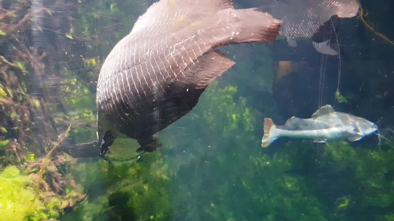 Arapaima (Arapaima gigas) swimming very close to the camera