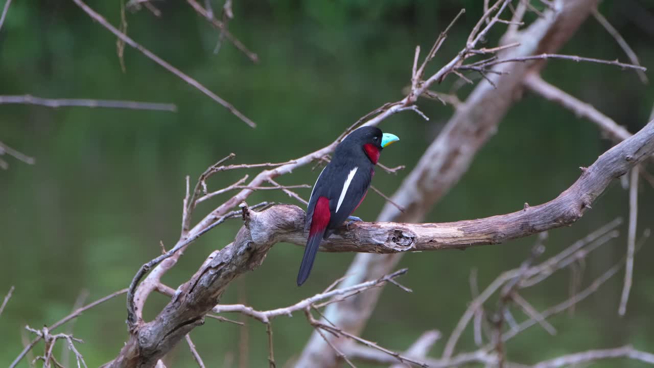 mirando directamente a la cámara y luego salta mostrando su espalda y luego mira hacia la derecha, pico ancho negro y rojo, cymbirhynchus macrorhynchos, parque nacional kaeng krachan, tailandia