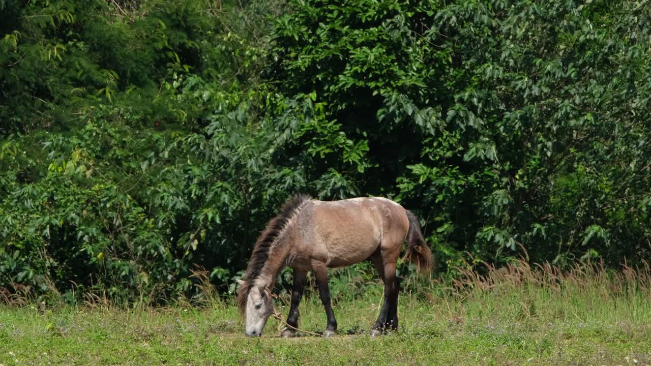 mirando hacia la izquierda atado para permanecer en su lugar mientras se alimenta durante un día ventoso, muak klek, tailandia