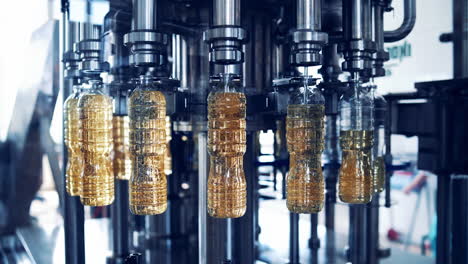 automated production of oil in factory. empty bottles are filling with golden liquid in the modern manufacture. refined oil production.