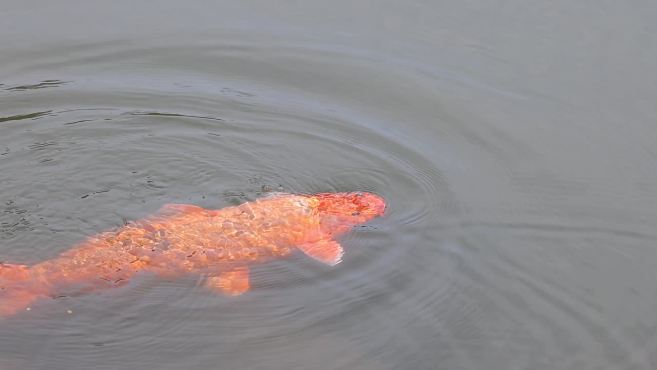 An orange koi fish moves gracefully, creating subtle ripples in the calm pond water.