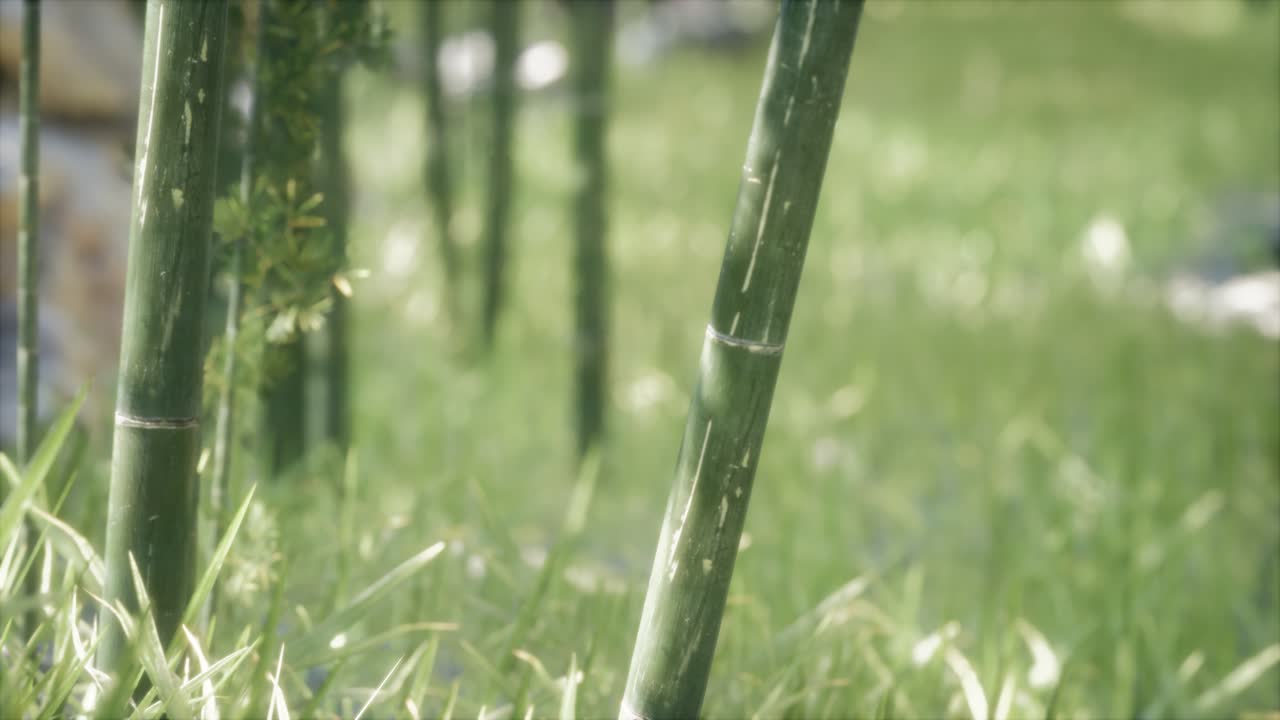초록색 대나무 숲 배경