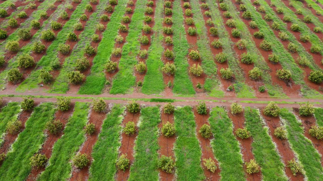 스마트 농업 기술 - 케냐 아보카도 농장의 공중 드론 보기