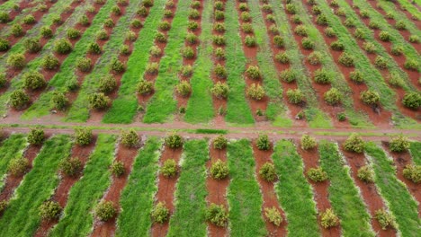 smart agriculture technology- aerial drone view of avocado farm in kenya