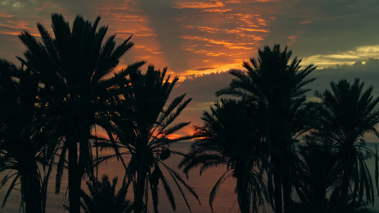 Palm Trees Silhouette at Sunrise/Sunset over the Ocean