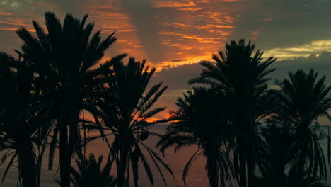 palm trees silhouette at sunrise/sunset over the ocean