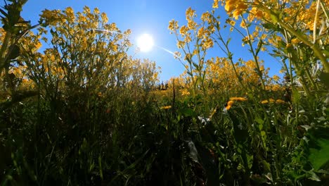 Weitwinkelaufnahme-In-Zeitlupe-Eines-Gelben-Feldes-Mit-Blühenden-Rapssamen-An-Einem-Sonnigen-Tag