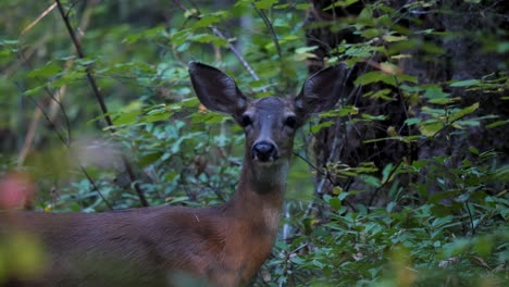 Deer-in-the-foilage-of-the-Oregon-rainforest