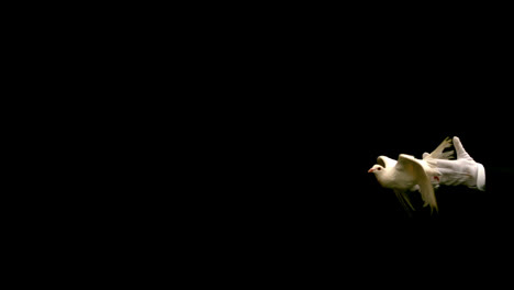 Magician-releasing-a-dove-on-black-background