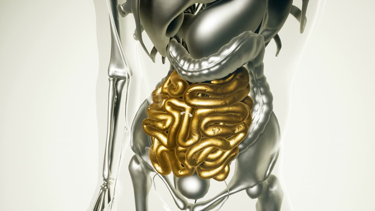 modelo de intestino humano con todos los órganos y huesos