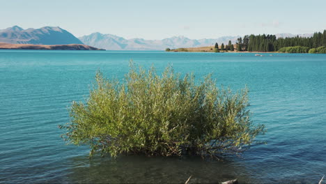 Arbusto-Solitario-En-Las-Tranquilas-Aguas-De-Un-Impresionante-Lago-Azul,-Enmarcado-Por-El-Impresionante-Paisaje-De-Nueva-Zelanda