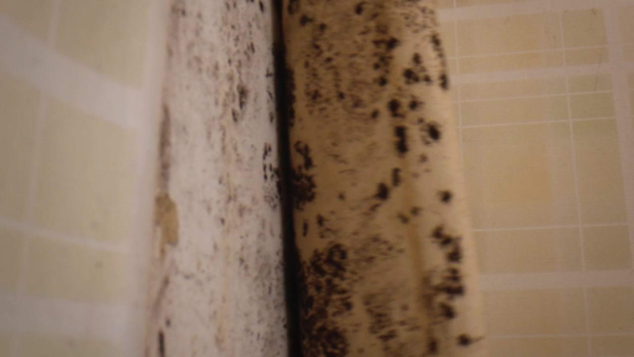 Black Molds Revealed Behind Wallpaper Peeled Off The Wall. closeup