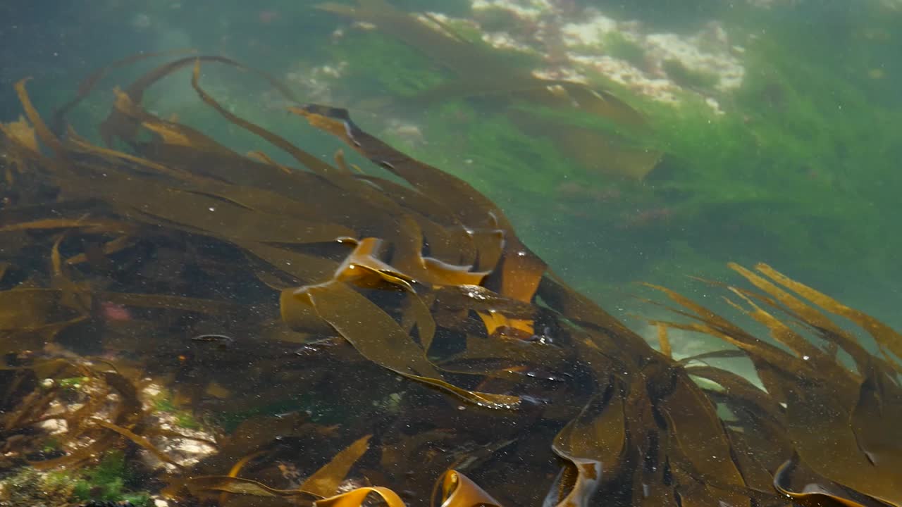 Pan of brown Laminaria algae in turquise sea water from above in Galicia, Spain