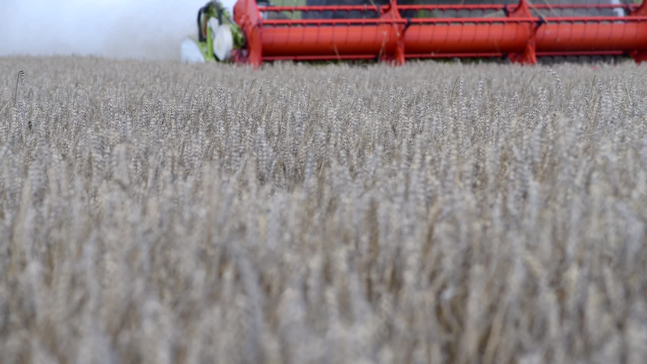 комбайн собирает урожай на пшеничном поле